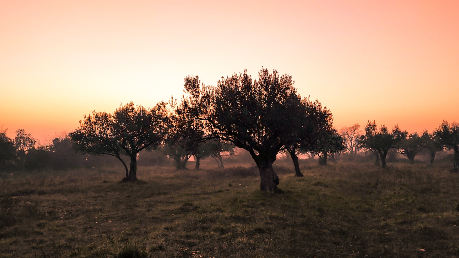 Olio — Italian Corner